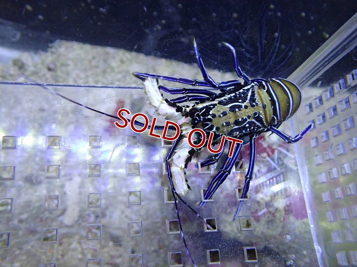 画像1: 【10%OFF対象商品30周年セール】 【海水魚・エビ】【通販】【ヒゲ切れの為、特価♪】ゴシキエビ(個体販売）（±6-7cm）（生体）(海水魚) (1)