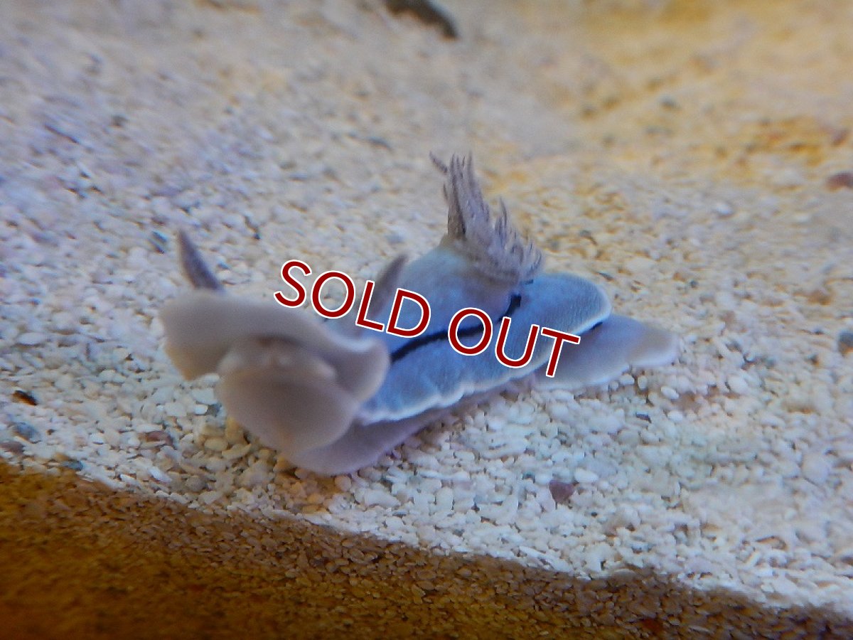 画像2: 【海水魚・ウミウシ】ミゾレウミウシ(1匹)±3-4cm (サンプル画像）（生体）(海水魚)（サンゴ） (2)