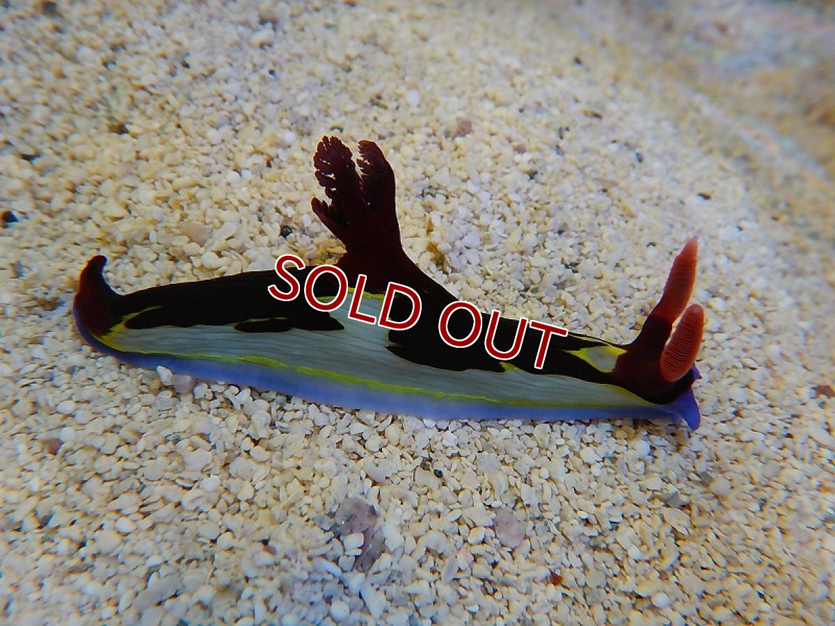 画像2: 【海水魚・ウミウシ】カラードスラッグsp.(1匹)±4-5cm (サンプル画像）（生体）(海水魚)（サンゴ） (2)