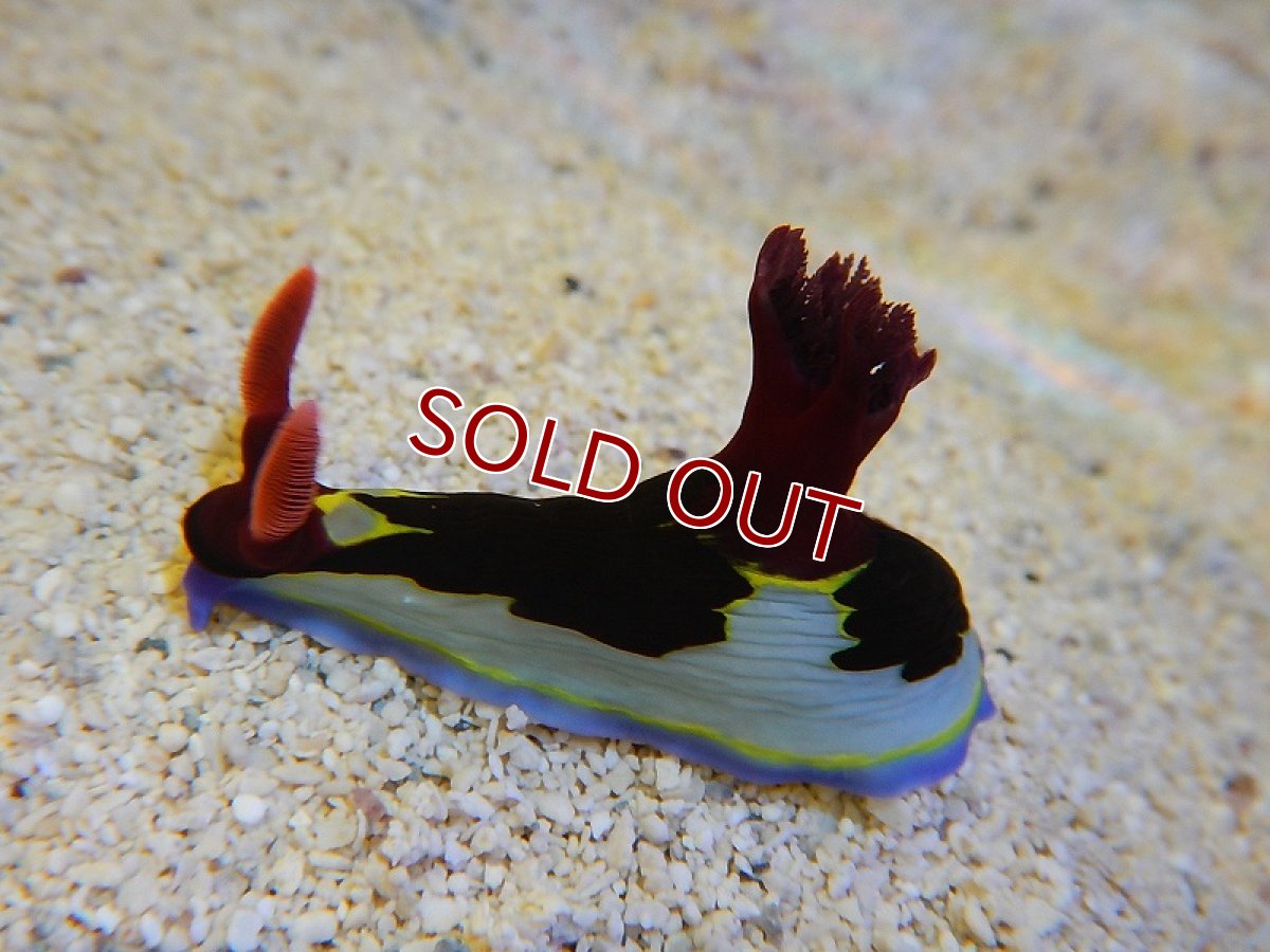 画像3: 【海水魚・ウミウシ】カラードスラッグsp.(1匹)±4-5cm (サンプル画像）（生体）(海水魚)（サンゴ） (3)