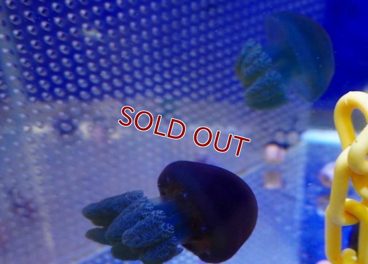 画像2: 【海水魚・クラゲ】可愛い♪タコクラゲ（カラー）【3匹】（±5-6cm）（サンプル画像）（生体）(海水魚) (2)