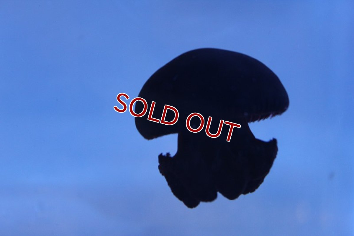 画像3: 【海水魚・クラゲ】可愛い♪タコクラゲ（カラー）【3匹】（±5-6cm）（サンプル画像）（生体）(海水魚) (3)