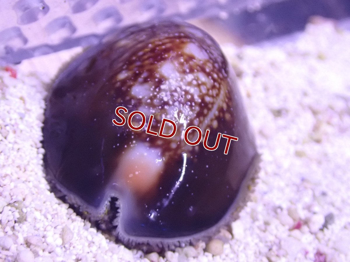 画像2: 【海水魚・貝】ハナマルユキタカラガイ【1匹】（±3cm）（サンプル画像）（生体）(海水魚) (2)