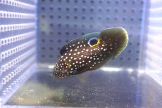 画像1: 【海水魚・タナバタウオ】【通販】レアサイズです♪シモフリタナバタウオ（Sサイズ）(個体販売）（±5cm） （生体）(海水魚) (1)