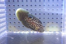 画像2: 【海水魚・タナバタウオ】【通販】レアサイズです♪シモフリタナバタウオ（Sサイズ）(個体販売）（±5cm） （生体）(海水魚) (2)