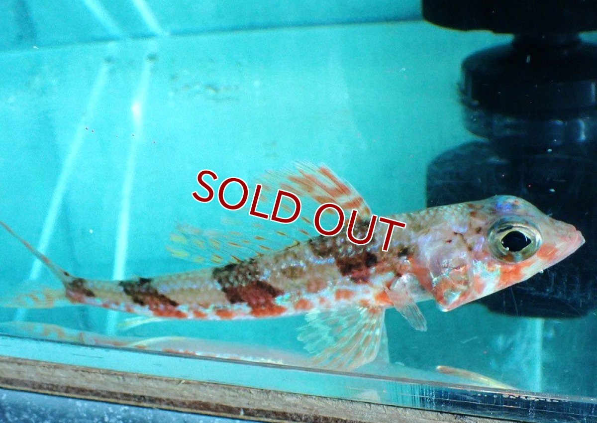 画像1: 【10%OFF対象商品30周年セール】 【海水魚・ヒメ】【通販】【近海産】ヒメ(個体販売）（±17-18cm）（生体）(海水魚) (1)