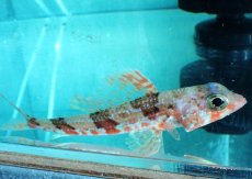 画像1: 【10%OFF対象商品30周年セール】 【海水魚・ヒメ】【通販】【近海産】ヒメ(個体販売）（±17-18cm）（生体）(海水魚) (1)