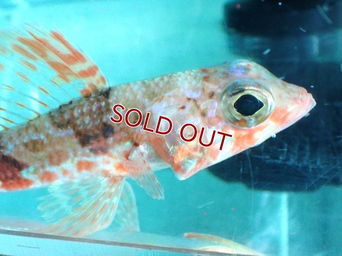 画像2: 【10%OFF対象商品30周年セール】 【海水魚・ヒメ】【通販】【近海産】ヒメ(個体販売）（±17-18cm）（生体）(海水魚) (2)