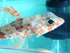 画像2: 【10%OFF対象商品30周年セール】 【海水魚・ヒメ】【通販】【近海産】ヒメ(個体販売）（±17-18cm）（生体）(海水魚) (2)