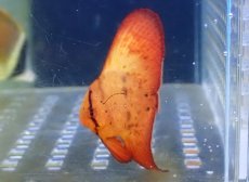 画像1: 【海水魚・ツバメウオ】【通販】ナンヨウツバメウオ（Baby）(1匹)（±2.5-3cm）（サンプル画像）（生体）(海水魚) (1)