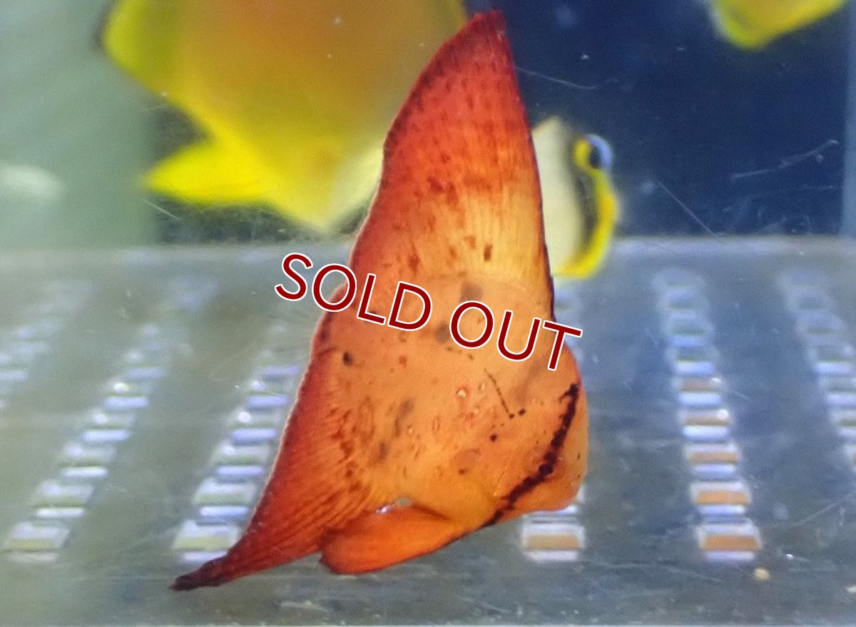 画像2: 【海水魚・ツバメウオ】【通販】ナンヨウツバメウオ（Baby）(1匹)（±2.5-3cm）（サンプル画像）（生体）(海水魚) (2)