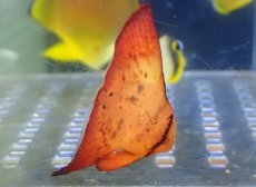 画像2: 【海水魚・ツバメウオ】【通販】ナンヨウツバメウオ（Baby）(1匹)（±2.5-3cm）（サンプル画像）（生体）(海水魚) (2)