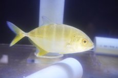 画像1: 【海水魚・アジ】【通販】ギンガメアジ（SMサイズ）(個体販売）（±14cm）（生体）(海水魚) (1)