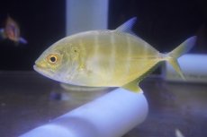 画像2: 【海水魚・アジ】【通販】ギンガメアジ（SMサイズ）(個体販売）（±14cm）（生体）(海水魚) (2)