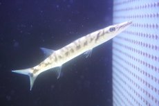 画像1: 【海水魚・カマス】【通販】カッコイイ♪バラクーダ（オニカマス）(個体販売）（±20cm）（生体）(海水魚) (1)