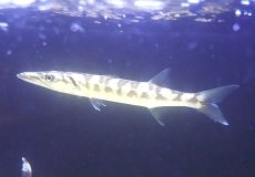 画像2: 【海水魚・カマス】【通販】カッコイイ♪バラクーダ（オニカマス）(個体販売）（±20cm）（生体）(海水魚) (2)
