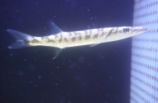 画像3: 【海水魚・カマス】【通販】カッコイイ♪バラクーダ（オニカマス）(個体販売）（±20cm）（生体）(海水魚) (3)