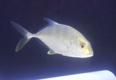 画像1: 【海水魚・アジ】【通販】カッコイイ♪ロウニンアジ（SMサイズ）(個体販売）（±14cm）（生体）(海水魚) (1)