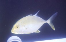 画像2: 【海水魚・アジ】【通販】カッコイイ♪ロウニンアジ（SMサイズ）(個体販売）（±14cm）（生体）(海水魚) (2)