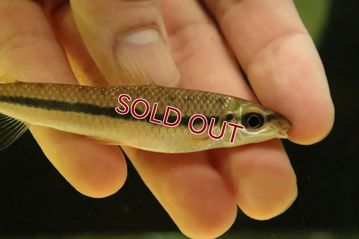 画像2: 【淡水魚】レポリヌス タエニアータス トカンチンス産 ワイルド【個体販売】(±9cm)(レポリヌス)(生体)(熱帯魚)NKCK (2)