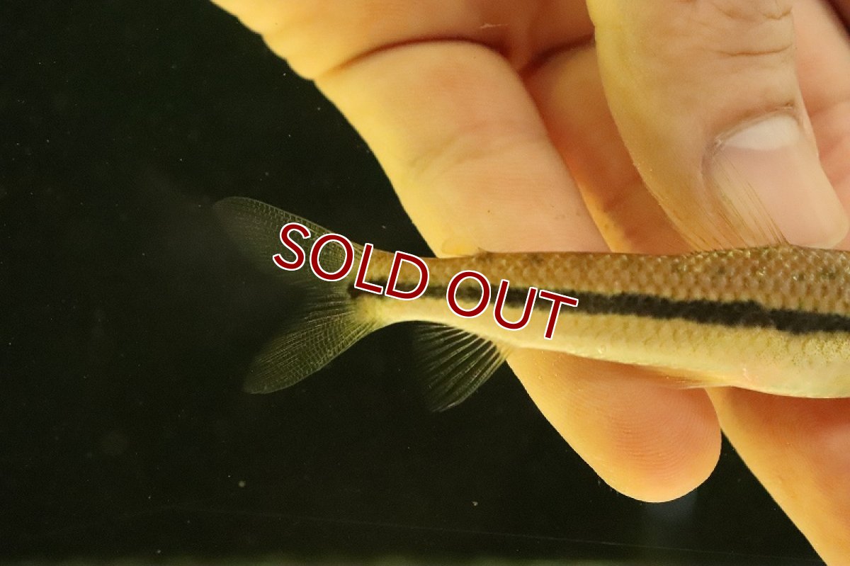 画像3: 【淡水魚】レポリヌス タエニアータス トカンチンス産 ワイルド【個体販売】(±9cm)(レポリヌス)(生体)(熱帯魚)NKCK (3)