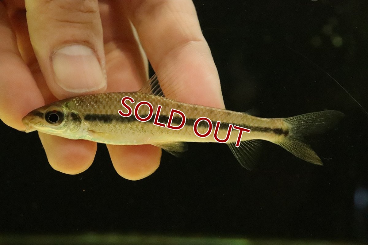 画像4: 【淡水魚】レポリヌス タエニアータス トカンチンス産 ワイルド【個体販売】(±9cm)(レポリヌス)(生体)(熱帯魚)NKCK (4)