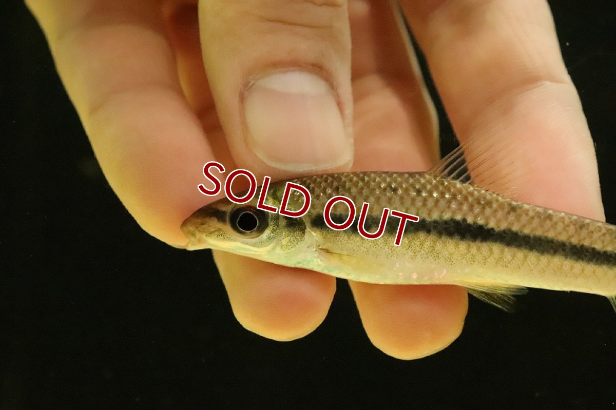 画像5: 【淡水魚】レポリヌス タエニアータス トカンチンス産 ワイルド【個体販売】(±9cm)(レポリヌス)(生体)(熱帯魚)NKCK (5)