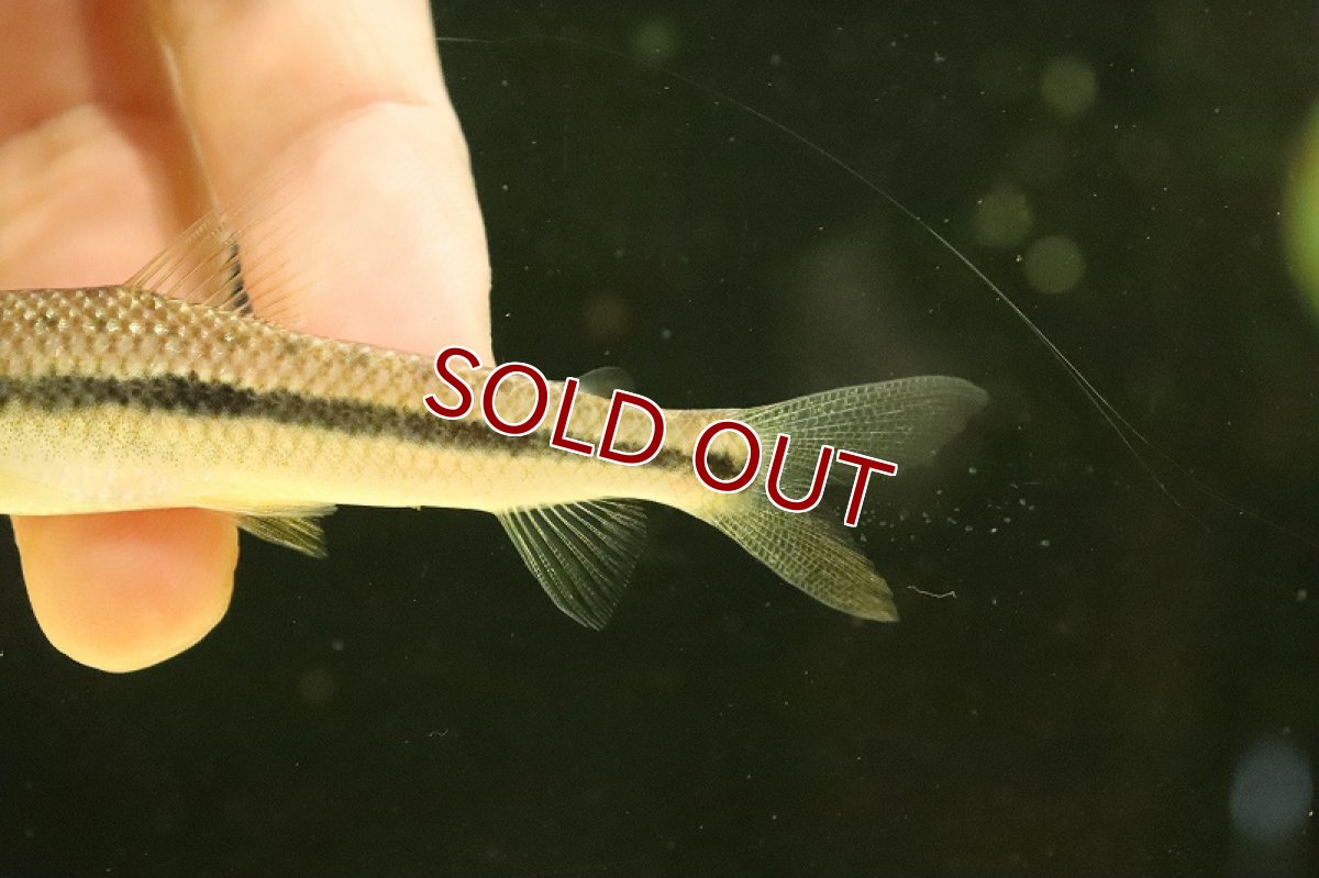 画像6: 【淡水魚】レポリヌス タエニアータス トカンチンス産 ワイルド【個体販売】(±9cm)(レポリヌス)(生体)(熱帯魚)NKCK (6)