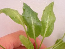 画像2: 【水草】【通販】クリプトコリネ Nurii Platinum long leaf インドネシア植物研究者サヘリ氏【個体販売】 (2)