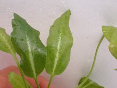 画像3: 【水草】【通販】クリプトコリネ Nurii Platinum long leaf インドネシア植物研究者サヘリ氏【個体販売】 (3)