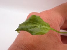 画像4: 【水草】【通販】クリプトコリネ Nurii Platinum long leaf インドネシア植物研究者サヘリ氏【個体販売】 (4)