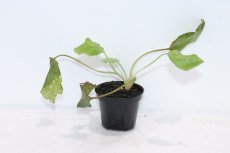 画像1: 【通販 水草】クリプトコリネ ヌーリー ライムグリーン1 リアウ ワイルド【個体販売】（陰性水草)（生体）（熱帯魚） (1)