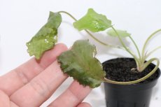 画像3: 【通販 水草】クリプトコリネ ヌーリー ライムグリーン1 リアウ ワイルド【個体販売】（陰性水草)（生体）（熱帯魚） (3)