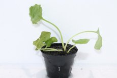 画像1: 【通販 水草】クリプトコリネ ヌーリー ライムグリーン2 リアウ ワイルド【個体販売】（陰性水草)（生体）（熱帯魚） (1)