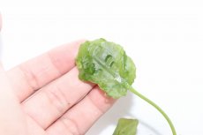 画像2: 【通販 水草】クリプトコリネ ヌーリー ライムグリーン2 リアウ ワイルド【個体販売】（陰性水草)（生体）（熱帯魚） (2)