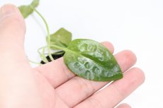 画像3: 【通販 水草】クリプトコリネ ヌーリー ライムグリーン2 リアウ ワイルド【個体販売】（陰性水草)（生体）（熱帯魚） (3)