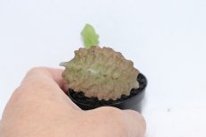 画像2: 【通販 水草】クリプトコリネ ヌーリーVAR ヌーリー SINGKEP リアウ ワイルド【個体販売】（陰性水草)（生体）（熱帯魚） (2)