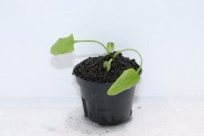 画像1: 【通販 水草】クリプトコリネ ロンギカウダ SINGKEP リアウ ワイルド【個体販売】（陰性水草)（生体）（熱帯魚） (1)