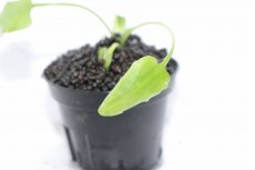 画像2: 【通販 水草】クリプトコリネ ロンギカウダ SINGKEP リアウ ワイルド【個体販売】（陰性水草)（生体）（熱帯魚） (2)