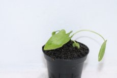 画像3: 【通販 水草】クリプトコリネ ロンギカウダ SINGKEP リアウ ワイルド【個体販売】（陰性水草)（生体）（熱帯魚） (3)