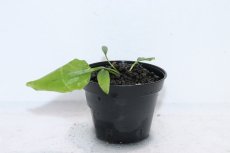 画像1: 【通販 水草】クリプトコリネ ヌーリー ライムグリーン3 リアウ ワイルド【個体販売】（陰性水草)（生体）（熱帯魚） (1)