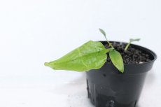 画像2: 【通販 水草】クリプトコリネ ヌーリー ライムグリーン3 リアウ ワイルド【個体販売】（陰性水草)（生体）（熱帯魚） (2)