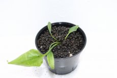 画像3: 【通販 水草】クリプトコリネ ヌーリー ライムグリーン3 リアウ ワイルド【個体販売】（陰性水草)（生体）（熱帯魚） (3)