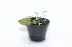 画像1: 【通販 水草】クリプトコリネ フスカ ラウンド SANGGAU ワイルド【個体販売】（陰性水草)（生体）（熱帯魚） (1)