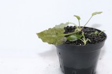 画像2: 【通販 水草】クリプトコリネ フスカ ラウンド SANGGAU ワイルド【個体販売】（陰性水草)（生体）（熱帯魚） (2)