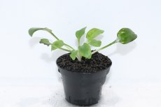 画像1: 【通販 水草】クリプトコリネ バスメイイェリ SEKADAU カリマンタン ワイルド【個体販売】（陰性水草)（生体）（熱帯魚） (1)