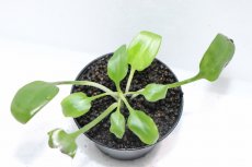 画像3: 【通販 水草】クリプトコリネ バスメイイェリ SEKADAU カリマンタン ワイルド【個体販売】（陰性水草)（生体）（熱帯魚） (3)