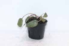画像1: 【通販 水草】クリプトコリネ バンカネンシス WEST BELITUNG バンカブリトゥン ワイルド【個体販売】（陰性水草（生体）（熱帯魚） (1)