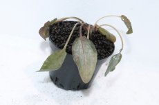 画像2: 【通販 水草】クリプトコリネ バンカネンシス WEST BELITUNG バンカブリトゥン ワイルド【個体販売】（陰性水草（生体）（熱帯魚） (2)