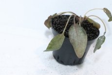 画像3: 【通販 水草】クリプトコリネ バンカネンシス WEST BELITUNG バンカブリトゥン ワイルド【個体販売】（陰性水草（生体）（熱帯魚） (3)